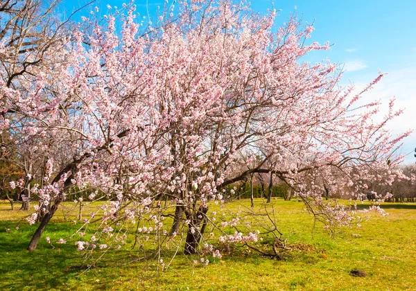 Voorjaarsbomen Bloesem Seaside Park Varna Bulgarije — Stockfoto