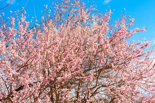 Větve Jarních Stromů Květu Modré Obloze Seaside Parku Varna Bulharsko — Stock fotografie