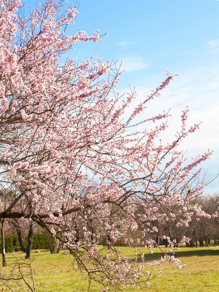 Wiosenne Drzewa Kwitnące Nadmorskim Parku Warna Bułgaria — Zdjęcie stockowe