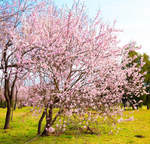 Voorjaarsbomen Bloesem Seaside Park Varna Bulgarije — Stockfoto
