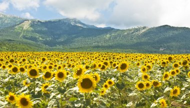 Tepeli yaz manzarası ve ayçiçekli tarla.