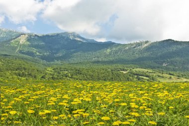 Tepeli manzara ve sarı karahindibalı çayır