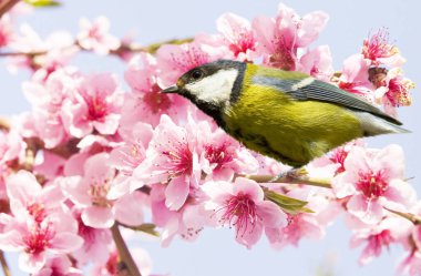 Mavi gökyüzünde pembe çiçekli şeftali ağacının dalında Titmouse