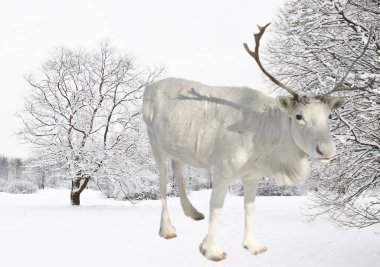 Ağaçlarla kaplı kar tarlasında beyaz geyik