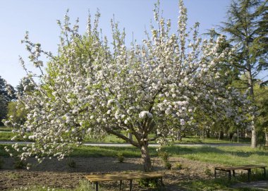 St. Constantine ve Helena tatil beldesinde bahar aylarında çiçek açan elma ağacı, Varna bölgesi, Bulgaristan
