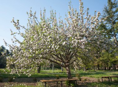 St. Constantine ve Helena tatil beldesinde bahar aylarında çiçek açan elma ağacı, Varna bölgesi, Bulgaristan