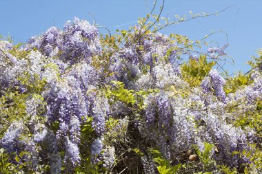 Bulgaristan 'da St. Constantine ve Helena tatil beldesinde çiçek açan mor salkımlar.
