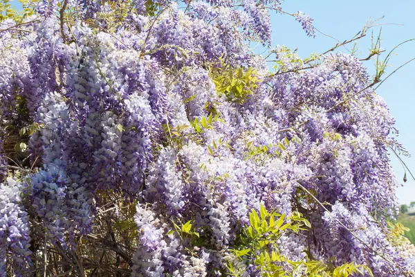 Bulgaristan 'da St. Constantine ve Helena tatil beldesinde çiçek açan mor salkımlar.