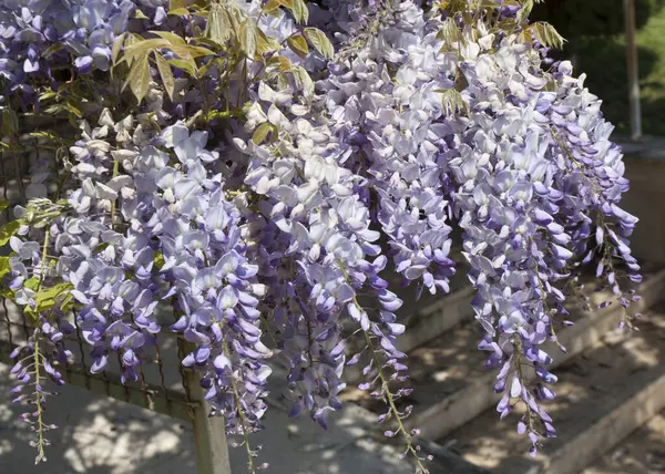 Bulgaristan 'da St. Constantine ve Helena tatil beldesinde çiçek açan mor salkımlar.