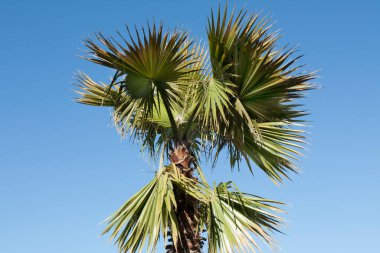 Bulgaristan 'daki Saint Constantine ve Helena tatil beldesinde kaydedilen mavi gökyüzünde palmiye yaprakları.