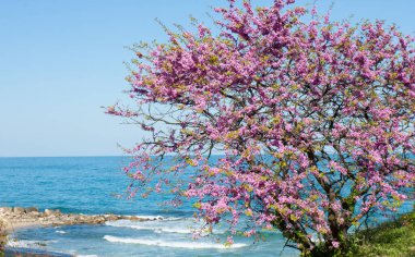 Baharda çiçek açan kırmızı tomurcuk ağacı Saint Constantine 'de deniz kıyısında ve Bulgaristan' da Helena tatil beldesinde..