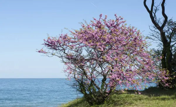 Baharda çiçek açan kırmızı tomurcuk ağacı Saint Constantine 'de deniz kıyısında ve Bulgaristan' da Helena tatil beldesinde..