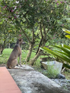 Thai köpeği evde oturuyor.