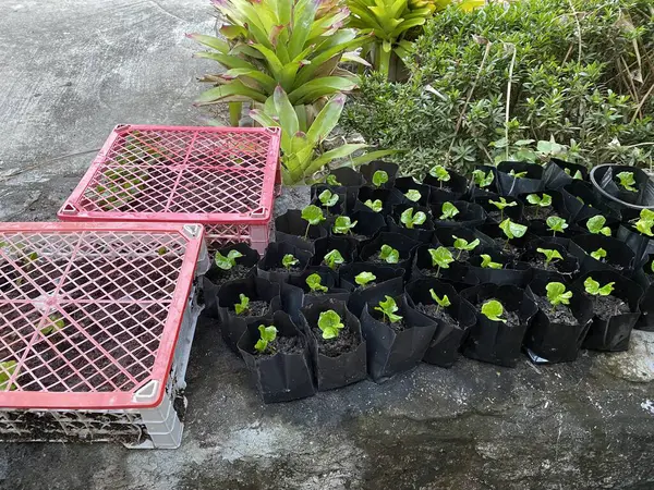 Planting coffee seedlings in plastic pots on concrete floor