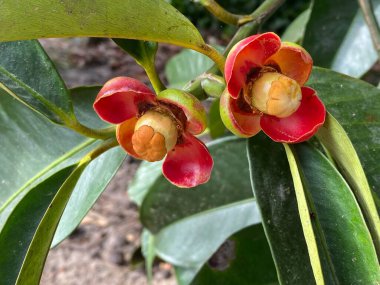 Mangosteen 'in kırmızı çiçeğine yakın tropikal bahçede
