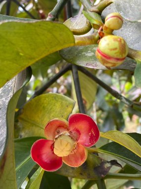 Mangosteen 'in kırmızı çiçeğine yakın tropikal bahçede