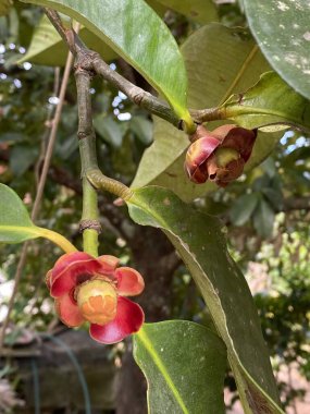Mangosteen 'in kırmızı çiçeğine yakın tropikal bahçede