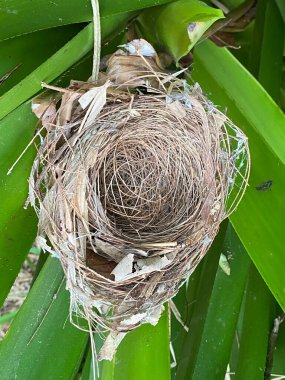Bahçedeki yeşil yapraklı kuş yuvası