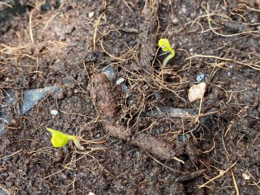 Toprakta yetişen yeşil tohum. Topraktaki bir bitkinin taze filizleri..
