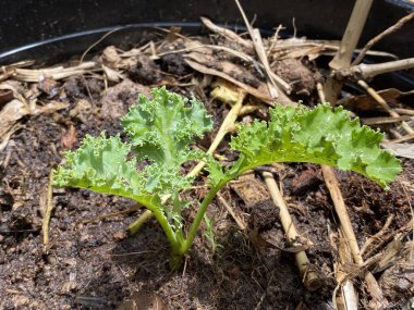 Baharın başında sebze bahçesinde yetişen kıvırcık yapraklı lahana tohumu.