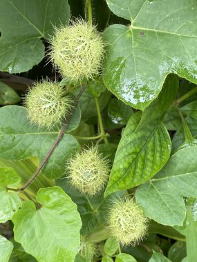 Yeşil yapraklı ve meyveli Passiflora caerulea bitkisi