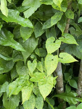 Bahçede yeşil yapraklar. doğa arkaplanı