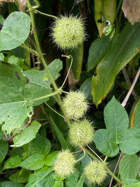 Passiflora foetida, tutku meyvesi olarak da bilinir.