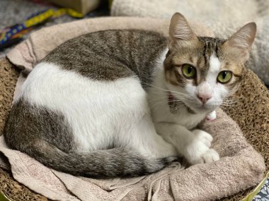 Sepette yatan sevimli kedi.