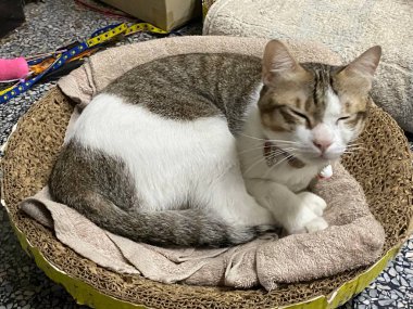 Evdeki sepetin üzerinde yatan sevimli kedi.