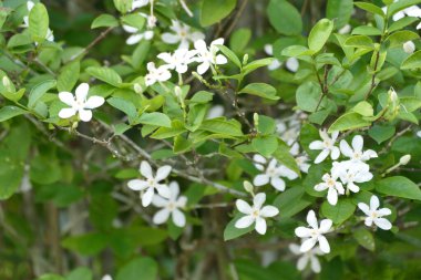 İlkbaharda yasemin beyaz çiçekleri