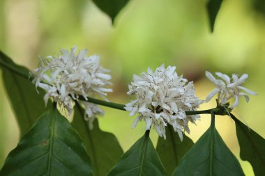 Tayland 'ın güneyindeki tropikal bahçede beyaz kahve ağacı çiçek ve yeşil yapraklar.