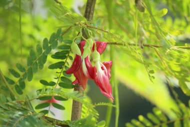 Güzel kırmızı Agasta ağacı