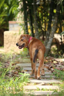 Şirin Pitbull ve Bang Kaeo bahçede melez köpek yavruları.