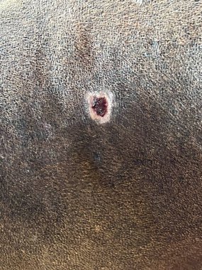 Delikli bir köpek derisinin yakın çekimi..