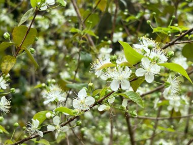 Bahar günü açan kiraz ağacının beyaz çiçekleri kapanıyor.