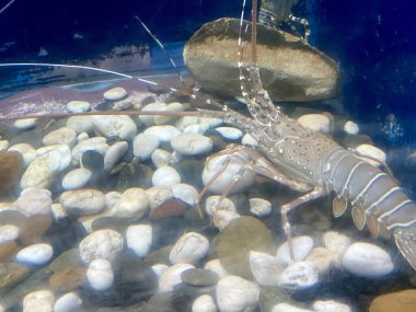 Su ve kayalarla dolu bir tankta ıstakoz.