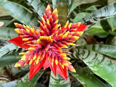Güzel turuncu Bromeliad 'lar bahçede çiçek açıyor.