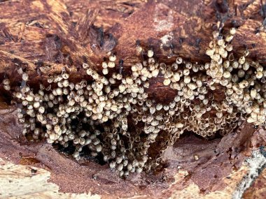 Kabuktaki iğnesiz arı peteğine yaklaş.
