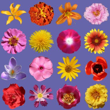 çiçek koleksiyonu çok perperi arkaplanında izole
