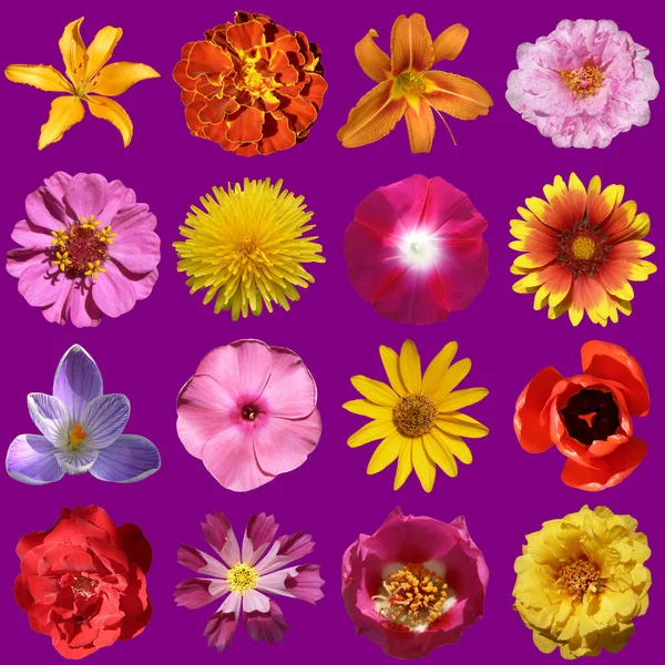 Květiny Kolekce Izolované Sametové Fialové Pozadí — Stock fotografie
