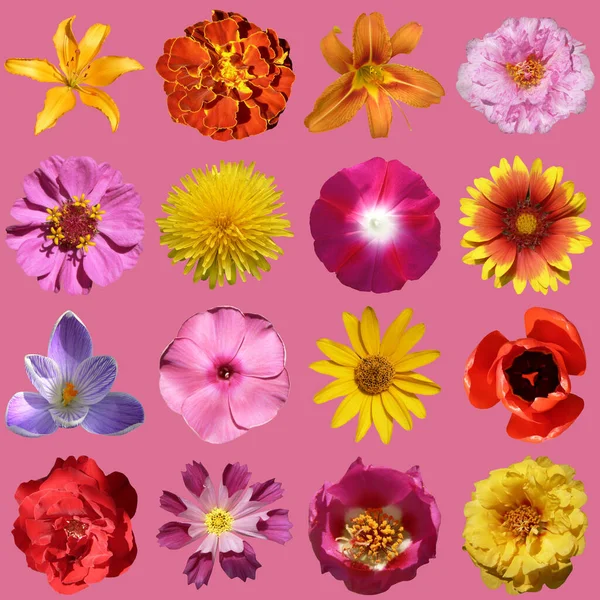 stock image flowers collection isolated on pacific pink background