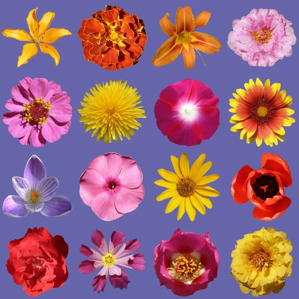 Sbírka Květin Izolované Velmi Peri Pozadí — Stock fotografie