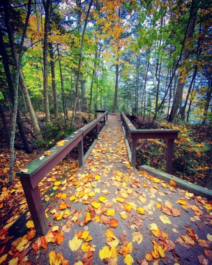 Freeport, Maine ABD 'deki Woods Neck State Park' ta sonbahar sezonu