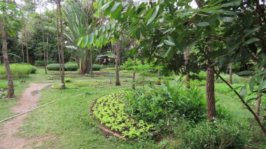 Kasım 'da Siem Reap, Kamboçya' da, Asya 'daki botanik bahçesinde güzel bir doğa.