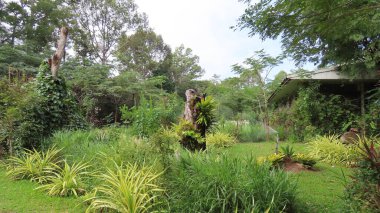 Kasım 'da Siem Reap, Kamboçya' da, Asya 'daki botanik bahçesinde güzel bir doğa.
