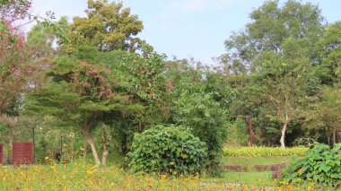 Kasım 'da Siem Reap, Kamboçya' da, Asya 'daki botanik bahçesinde güzel bir doğa.