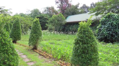 Kasım 'da Siem Reap, Kamboçya' da, Asya 'daki botanik bahçesinde güzel bir doğa.