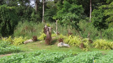 Kasım 'da Siem Reap, Kamboçya' da, Asya 'daki botanik bahçesinde güzel bir doğa.