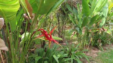 Kasım 'da Siem Reap, Kamboçya' da, Asya 'daki botanik bahçesinde güzel bir doğa.