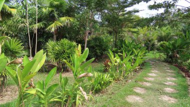 Kasım 'da Siem Reap, Kamboçya' da, Asya 'daki botanik bahçesinde güzel bir doğa.